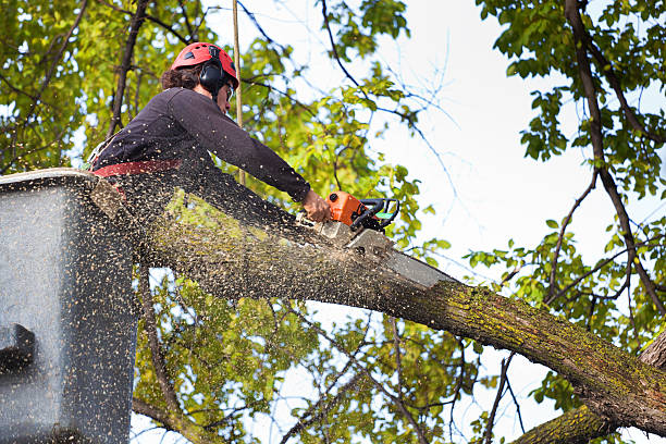 Reliable Moorefield, WV Tree Care Services Solutions